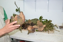 En el día de la Tierra, uniquindianos recorrieron el relicto boscoso “Cedro Rosado”