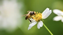 20 de mayo, Día Mundial de las Abejas