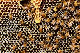 20 de mayo, Día Mundial de las Abejas