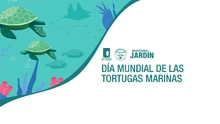 Tortugas